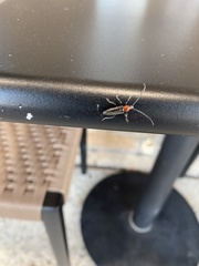 Stenosphenus dolosus