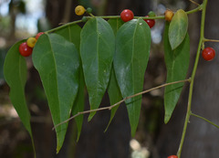 Cansjera leptostachya