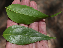 Cansjera leptostachya