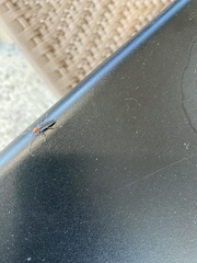 Stenosphenus dolosus