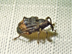 Conotrachelus elegans