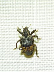 Conotrachelus elegans