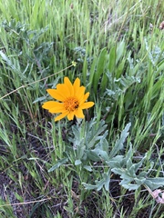 Balsamorhiza macrolepis