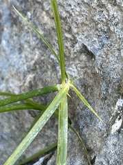 Cyperus dioicus