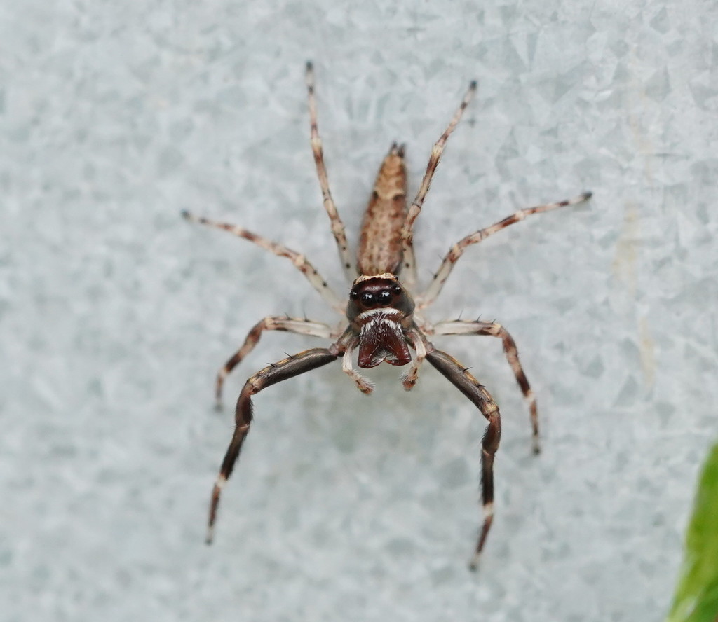 Aussie Bronze Jumping Spider from Monbulk VIC 3793, Australia on