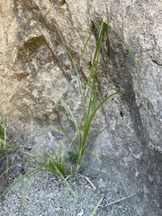 Cyperus dioicus