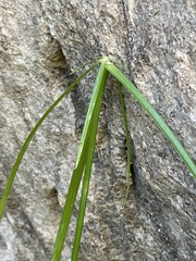 Cyperus dioicus