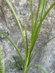 Cyperus dioicus