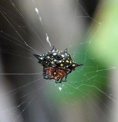 Gasteracantha rhomboidea comorensis
