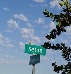 Agapornis roseicollis