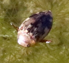 Laccophilus maculosus