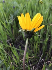 Balsamorhiza macrolepis