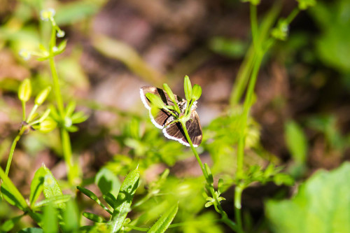 White-fringed Pyrausta Moth photo 4