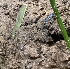 Lestes forficula