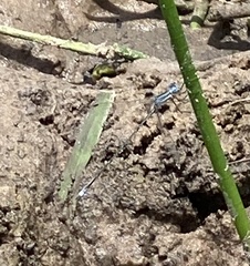 Lestes forficula