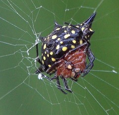 Gasteracantha rhomboidea comorensis