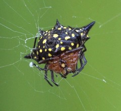 Gasteracantha rhomboidea comorensis