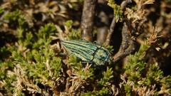 Ectinogonia speciosa