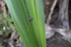 Gasteracantha rhomboidea comorensis