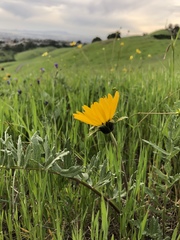 Balsamorhiza macrolepis