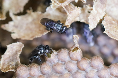 Scaptotrigona bipunctata