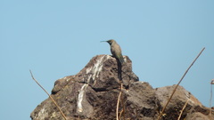 Oreotrochilus leucopleurus