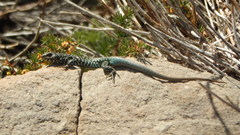 Liolaemus nigroviridis