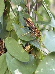 Polistes lineonotus