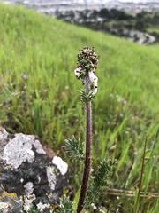 Acaena pinnatifida californica