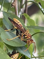 Polistes lineonotus