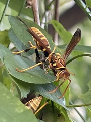 Polistes lineonotus