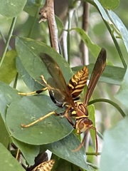 Polistes lineonotus