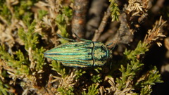 Ectinogonia speciosa