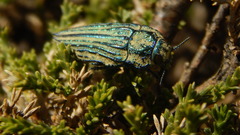 Ectinogonia speciosa