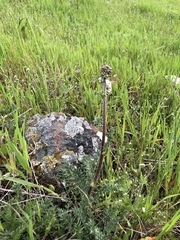 Acaena pinnatifida californica