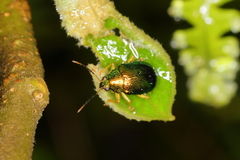 Colaspis laeta
