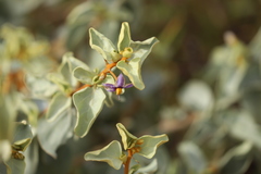 Solanum orbiculatum orbiculatum