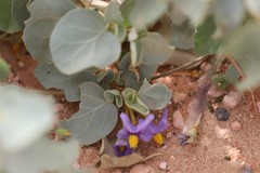 Solanum orbiculatum orbiculatum