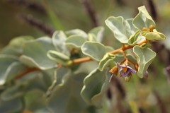 Solanum orbiculatum orbiculatum