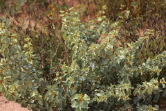 Solanum orbiculatum orbiculatum