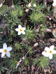 Leptosiphon jepsonii