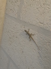 Anolis scriptus