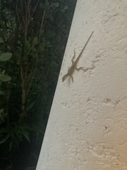 Anolis scriptus