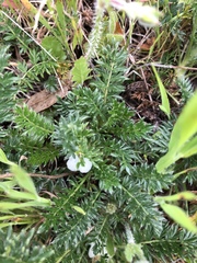 Acaena pinnatifida californica