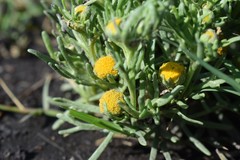 Hymenoxys anthemoides