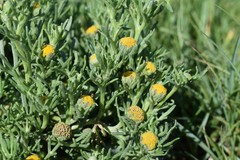 Hymenoxys anthemoides