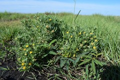 Hymenoxys anthemoides