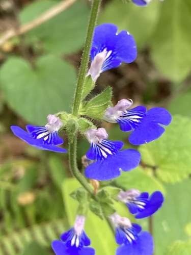 Salvia procurrens