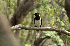 Cyanocorax cyanopogon