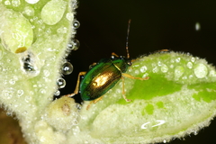 Colaspis laeta